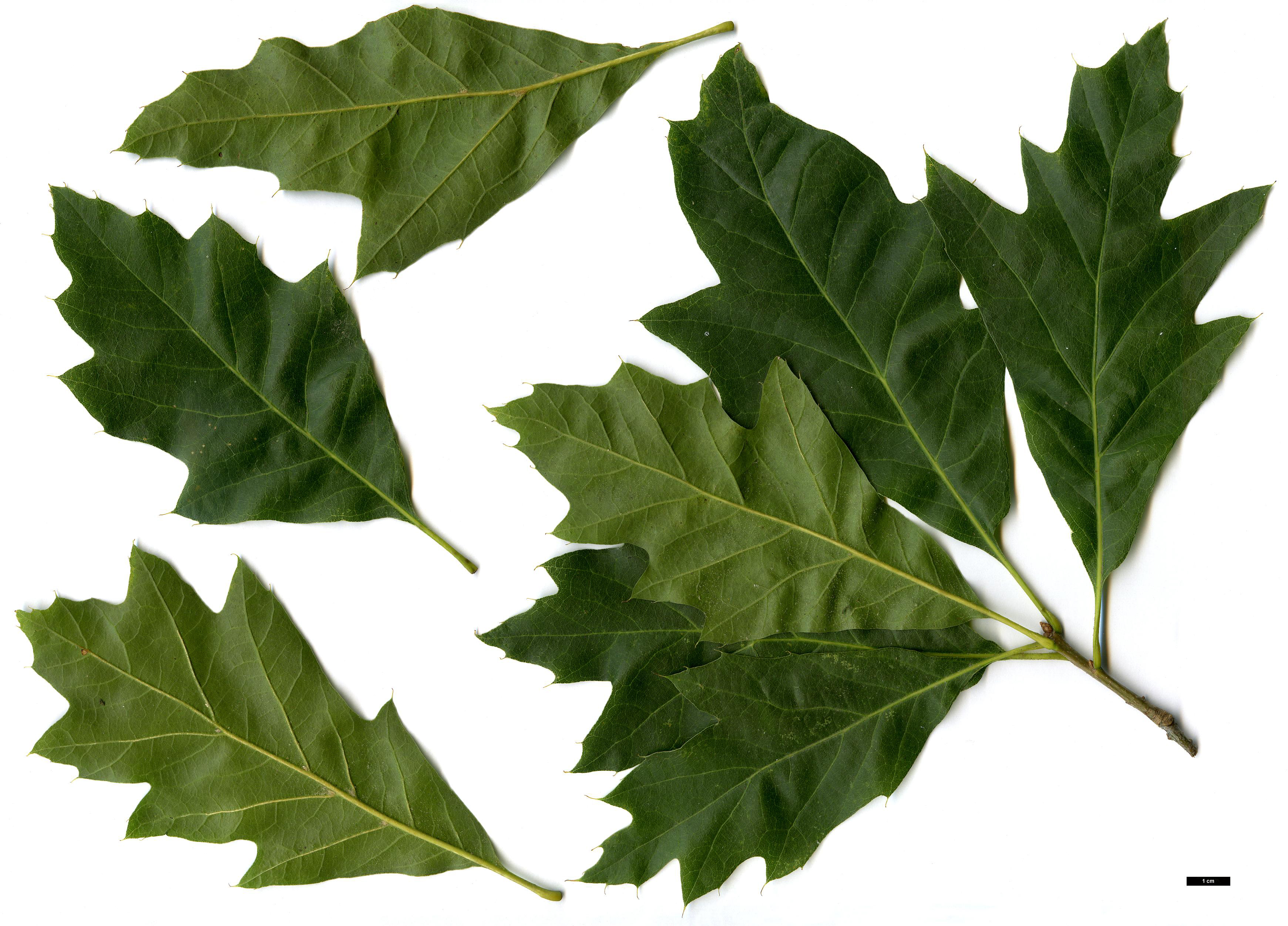 High resolution image: Family: Fagaceae - Genus: Quercus - Taxon:   - SpeciesSub: 'Mauri'